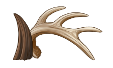 Antlers or Horns