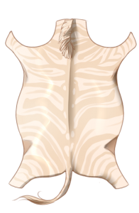 Zebra Hide - Albino